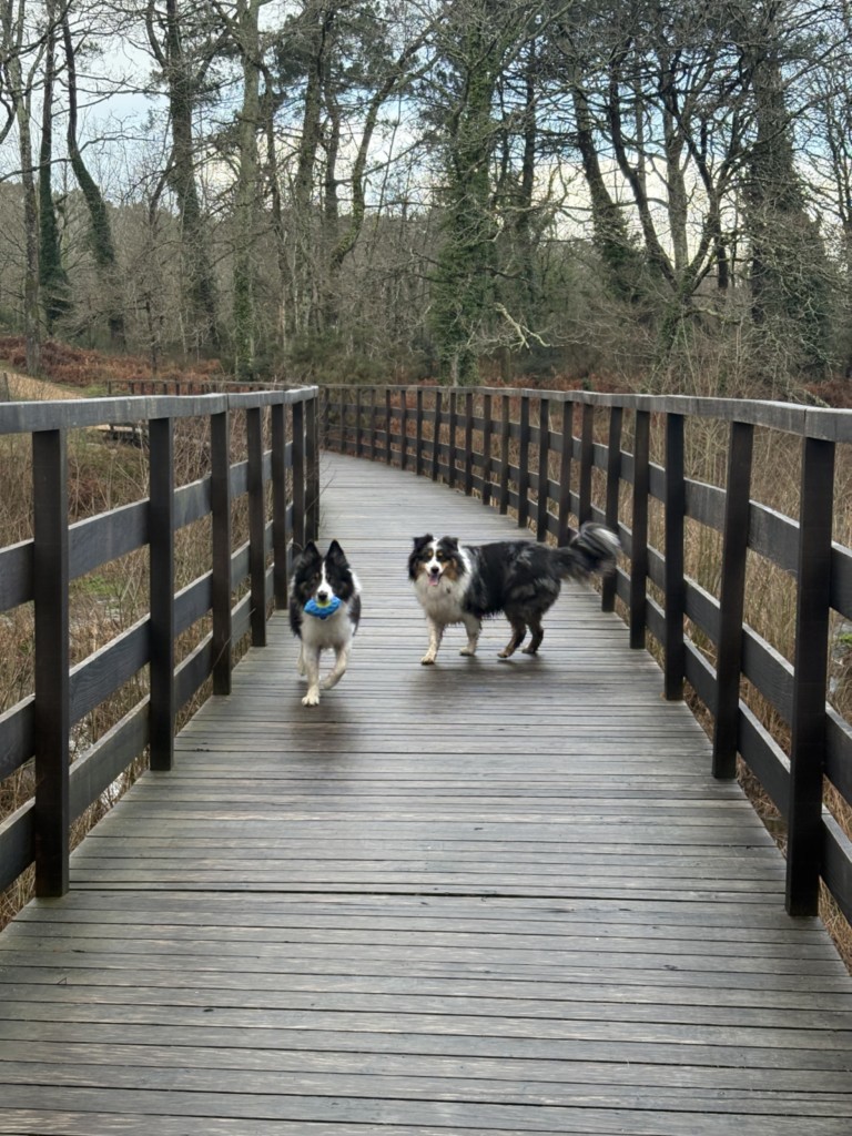 balade pour chiens
