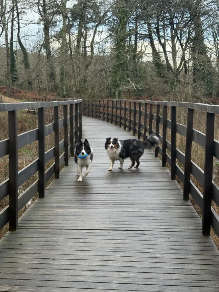 balade pour chiens