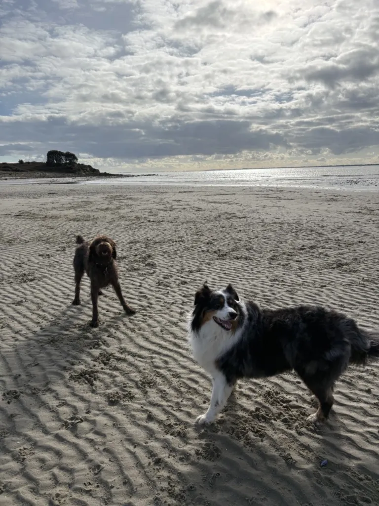 plage réservée aux chiens