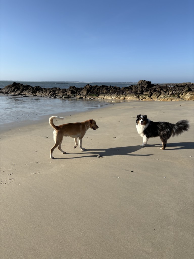 chiens en promenade