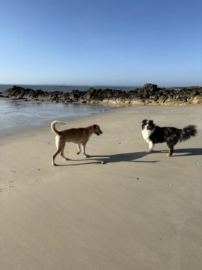 chiens en promenade