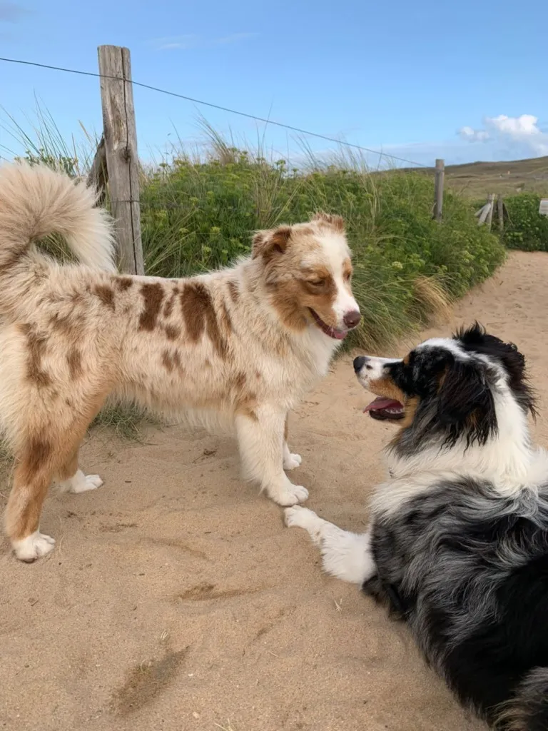mon chien se socialise