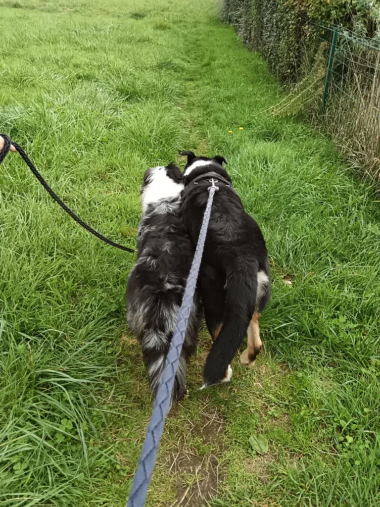 promenade de chiens en laisse