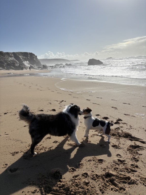 mes chiens font connaissance