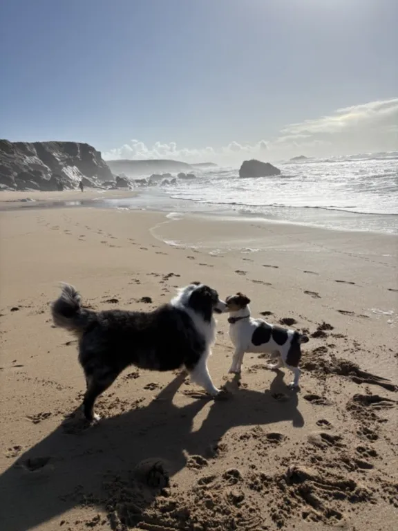 mes chiens font connaissance