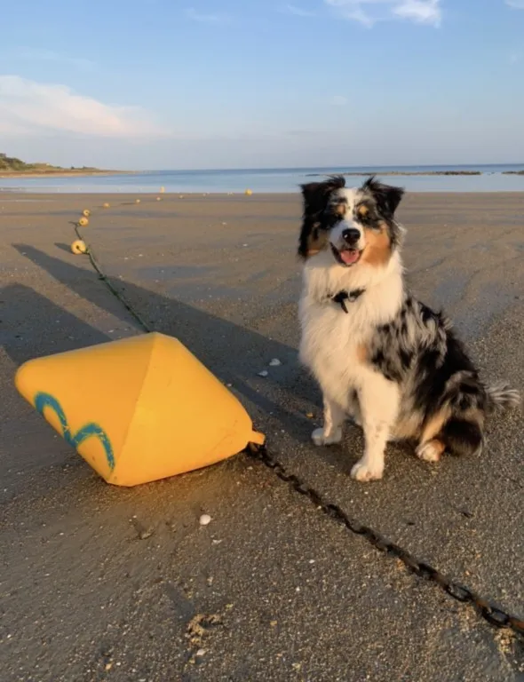 un nouveaau jouet pour chien