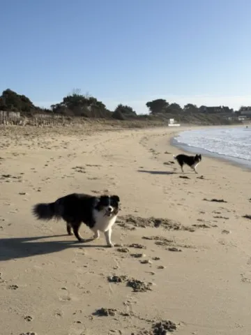 les chiens sur la plage