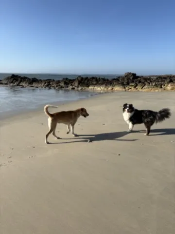 chiens en promenade