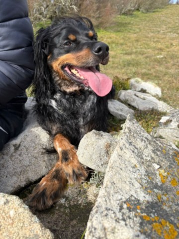 mon chien à soif
